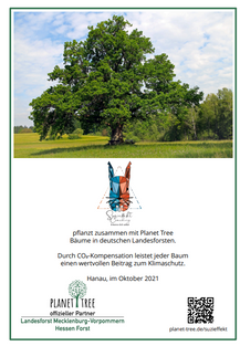 Suzieffekt Coaching pflanzt zusammen mit Planet Tree BÃ¤ume in deutschen Landesforsten.  Durch CO2-Kompensation leistet jeder Baum einen wertvollen Beitrag zum Klimaschutz.  Planet Tree ist offizieller Partner des Hessen Forst und des Landesforst Mecklenburg-Vorpommern.